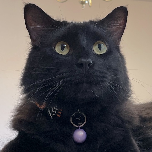 Meet your Posher - Picture 1 of 1